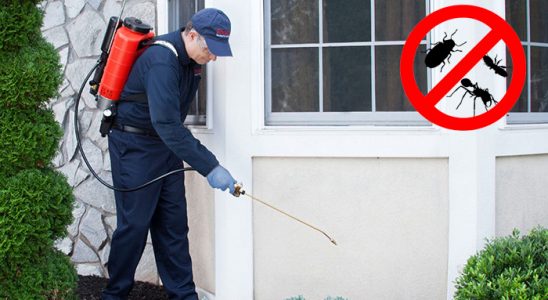Büyükçekmece Fare İlaçlama böcek ilaçlama ve haşere kontrolü — ilaclama-tr.com